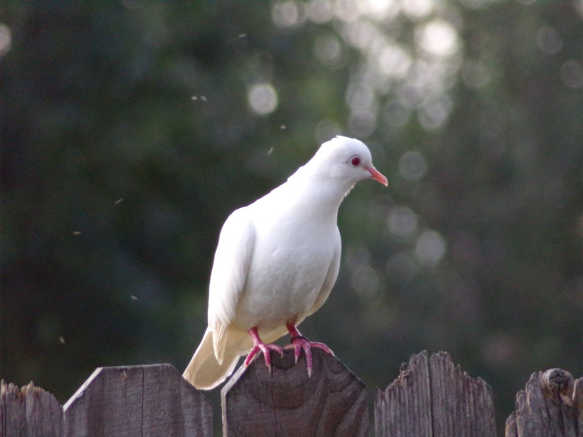 Rock Pigeon (Feral Pigeon) - ML620766267