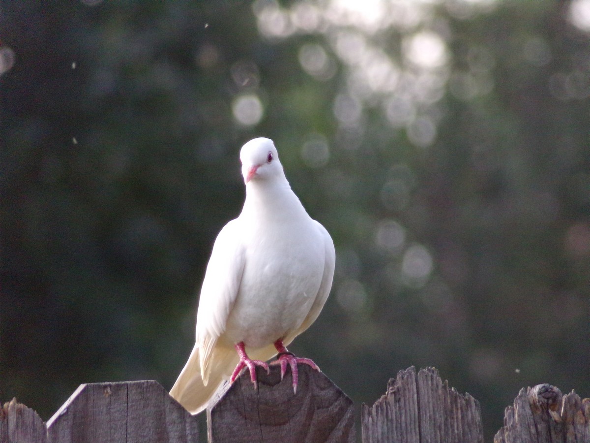 Rock Pigeon (Feral Pigeon) - ML620766268