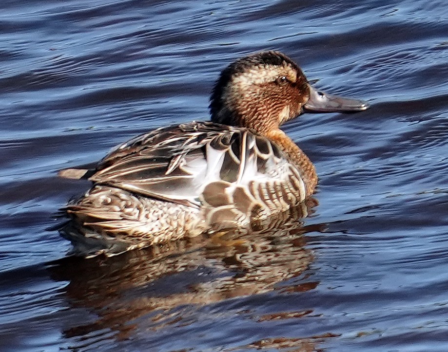 Garganey - ML620766288