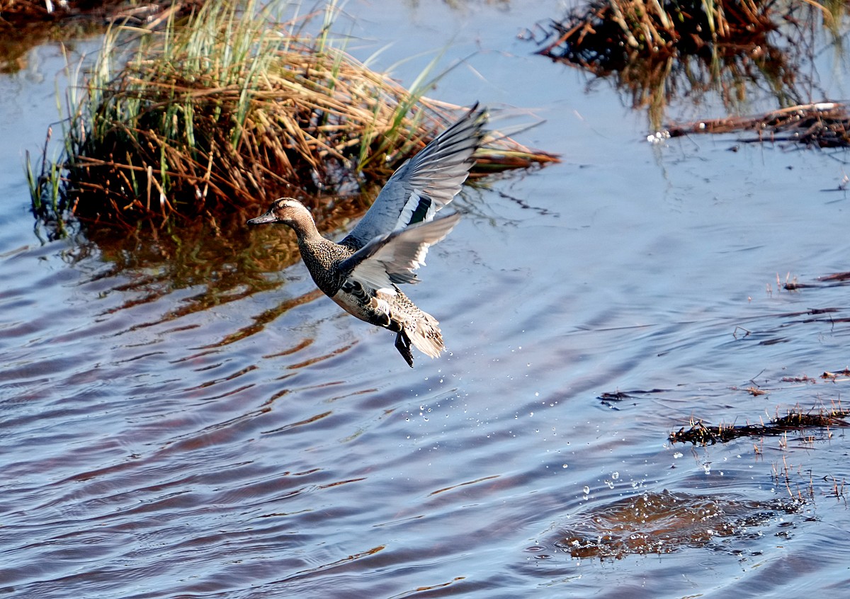 Garganey - ML620766289