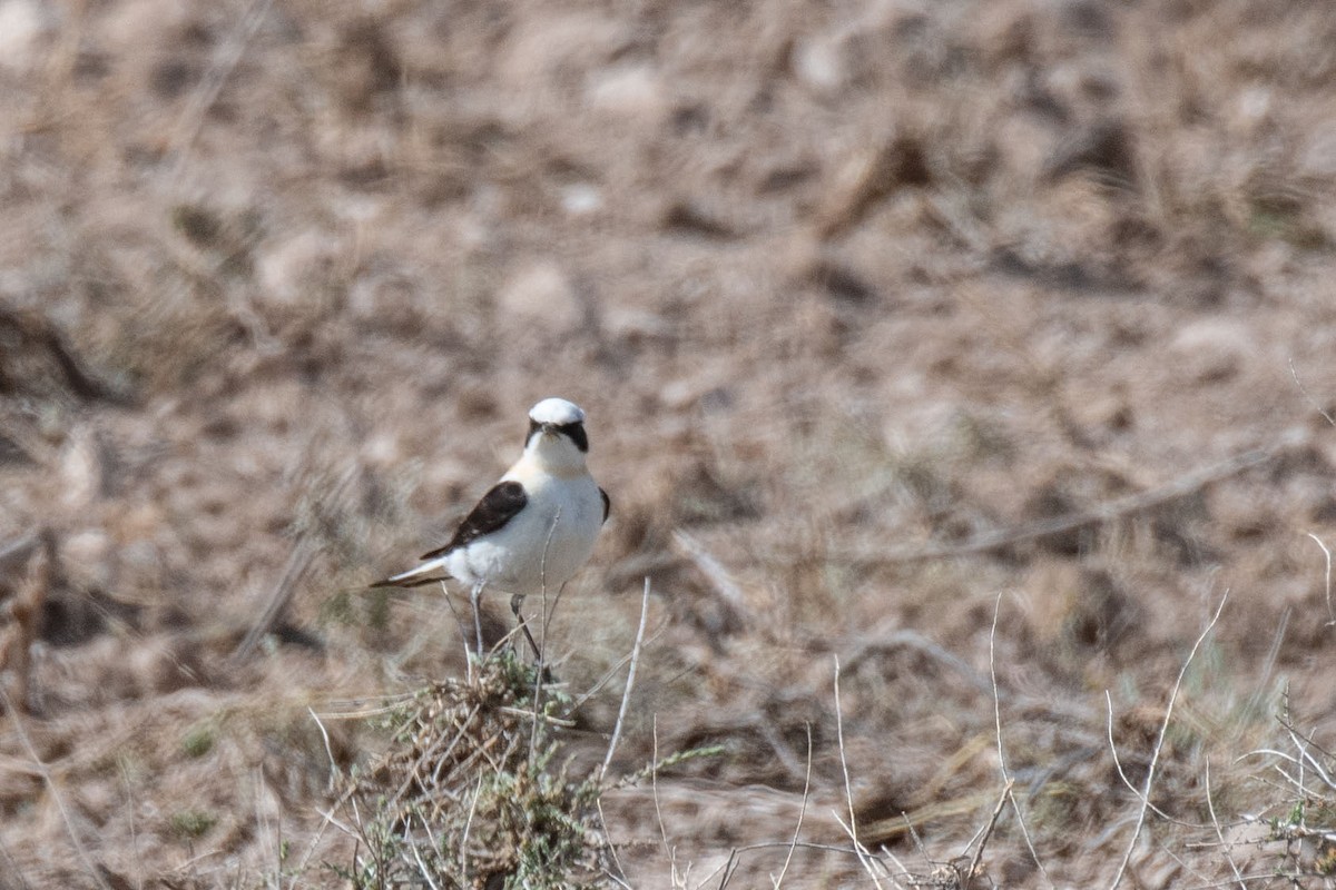 Calandra Lark - ML620766293