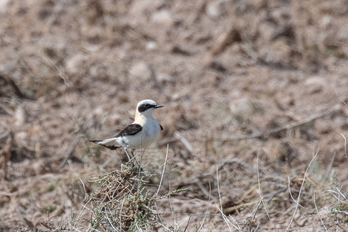 Calandra Lark - ML620766295