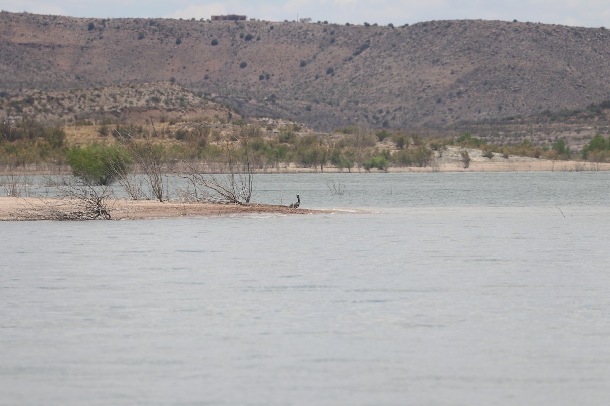 Brown Pelican - ML620766296