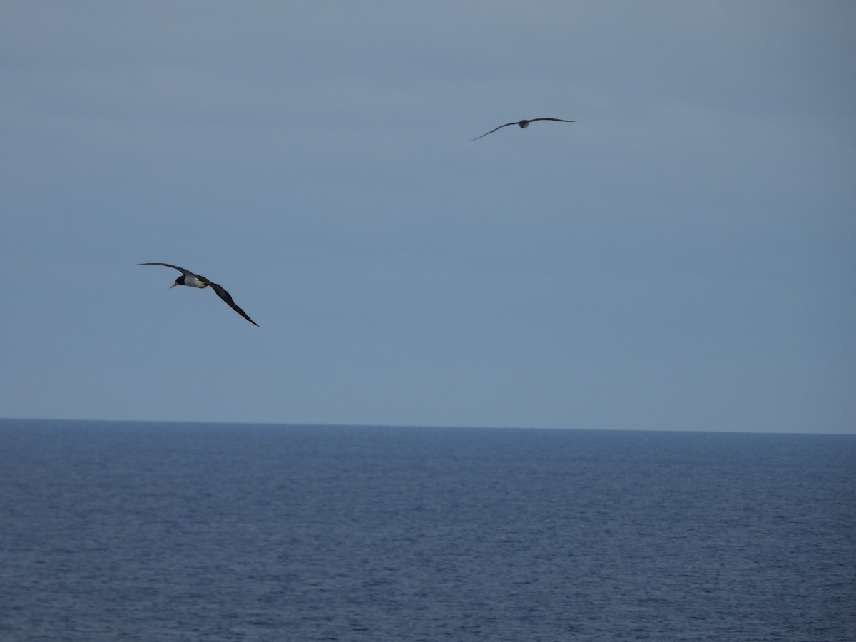 Brown Booby - ML620766297