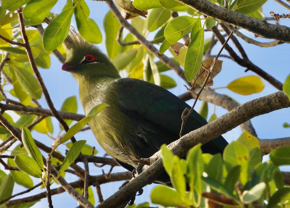 Schalow's Turaco - ML620766298