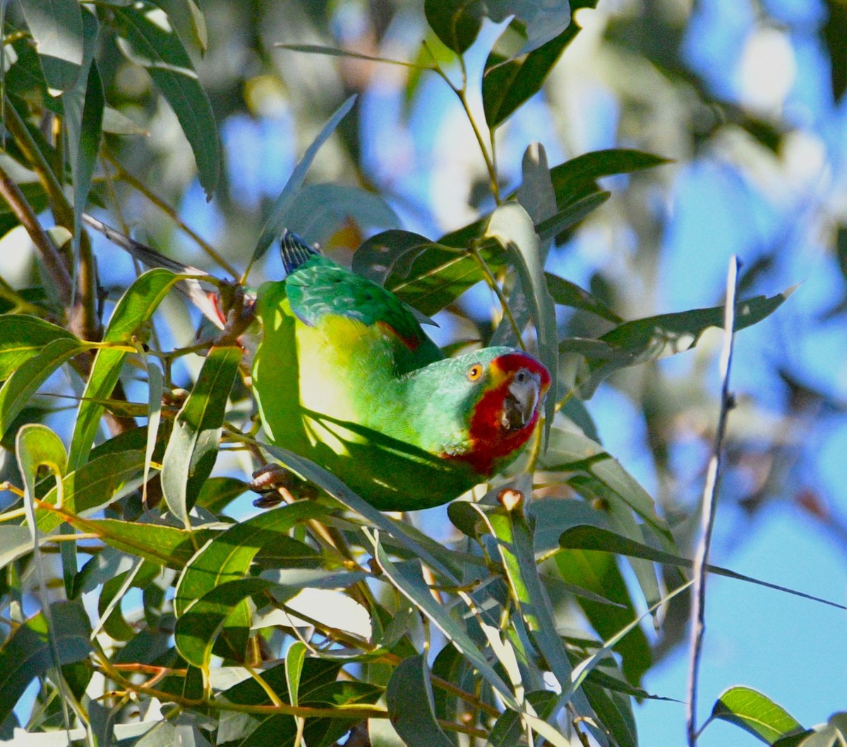 Swift Parrot - ML620766301