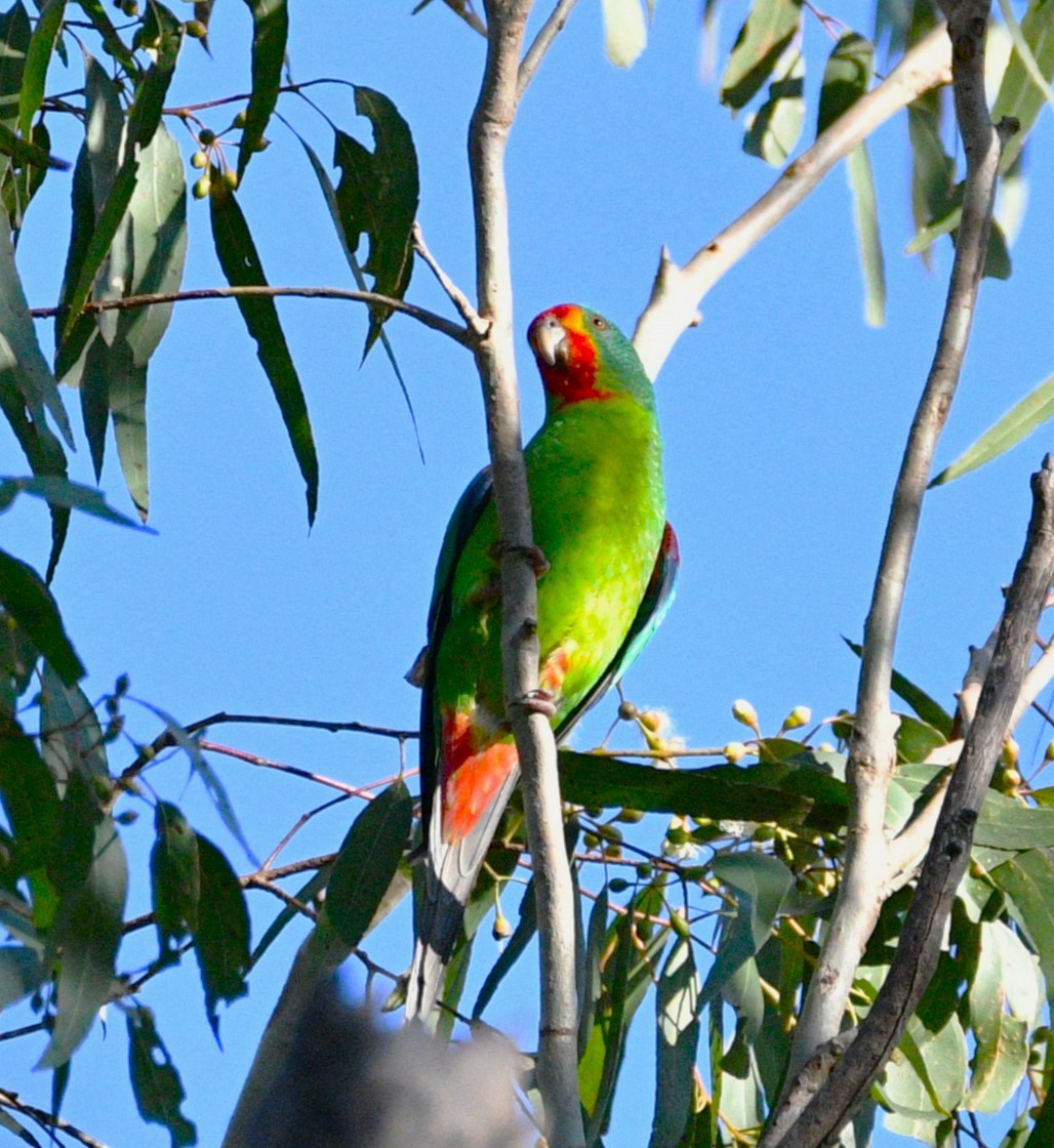 Swift Parrot - Stuart  Beil