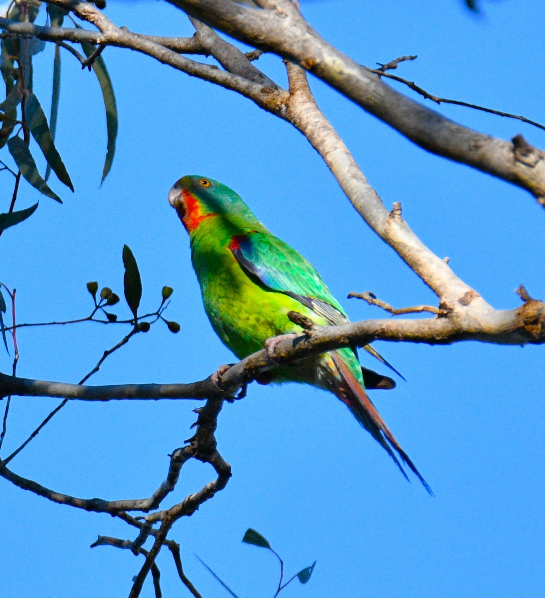 Swift Parrot - ML620766304