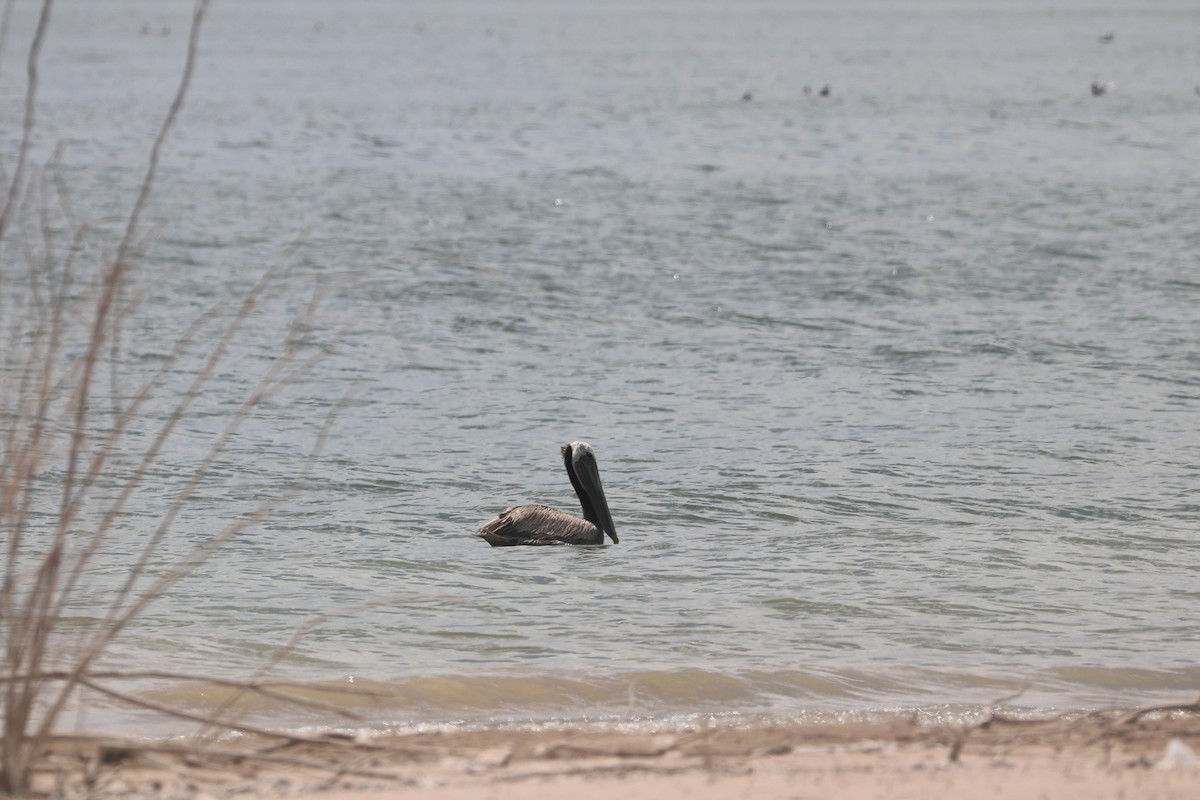 Brown Pelican - ML620766307