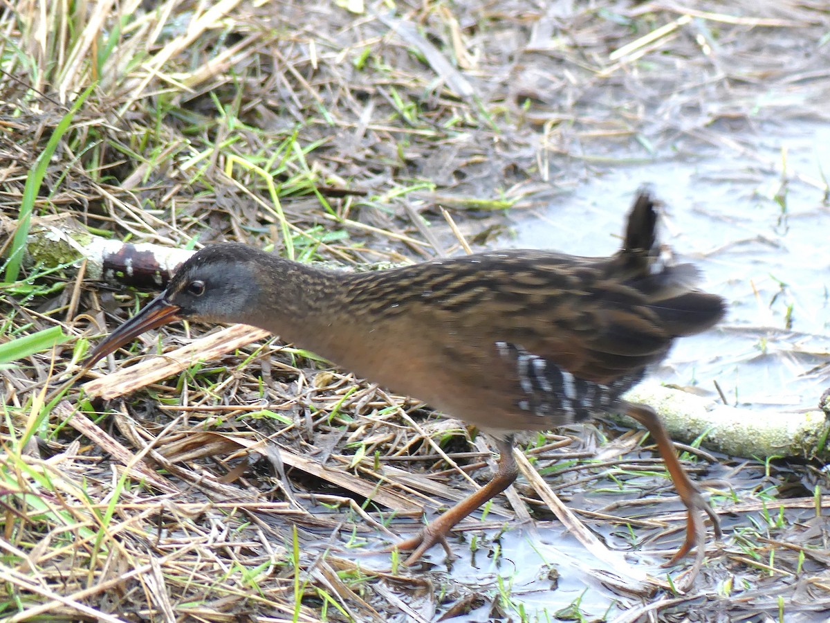 Virginia Rail - Michael Klotz