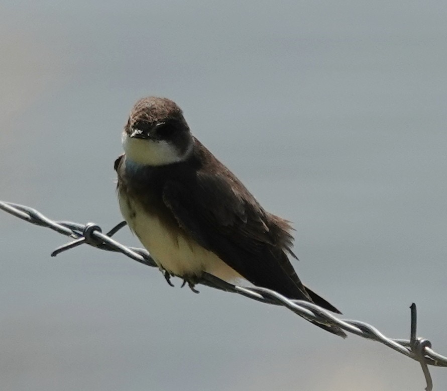 Bank Swallow - ML620766311