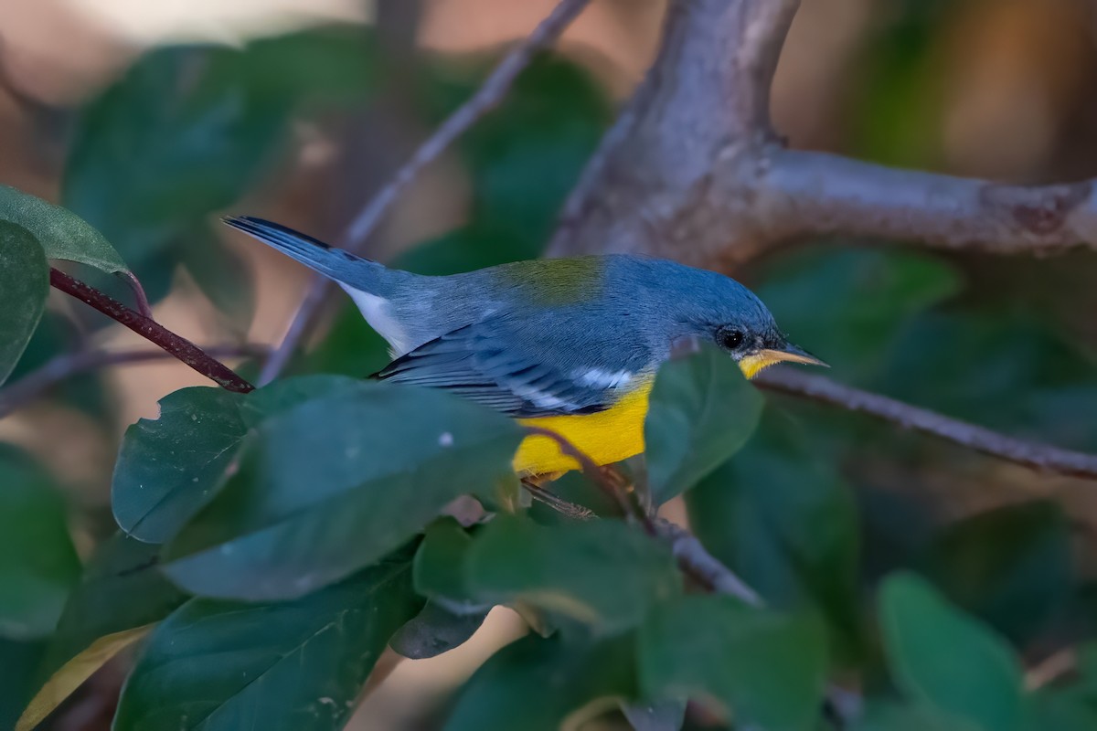 Tropical Parula - ML620766312