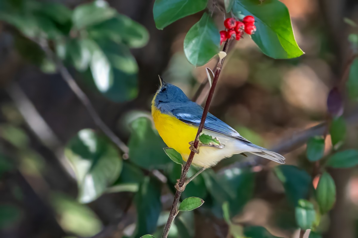 Tropical Parula - Gonzalo González Mora