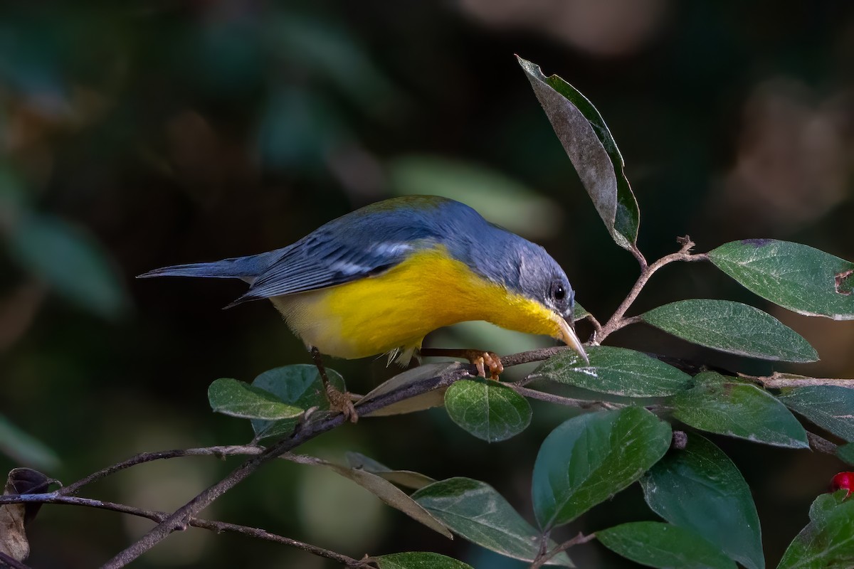 Tropikal Parula - ML620766314