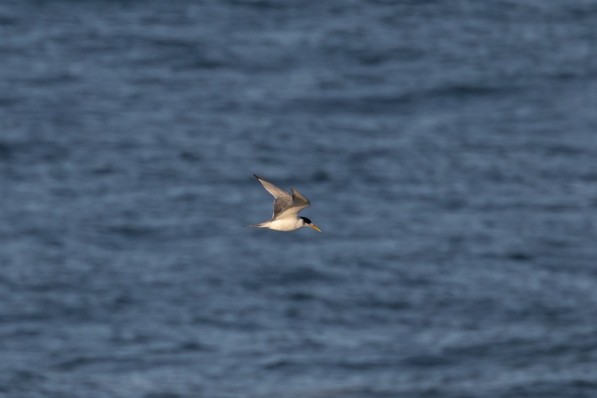 Great Crested Tern - ML620766315