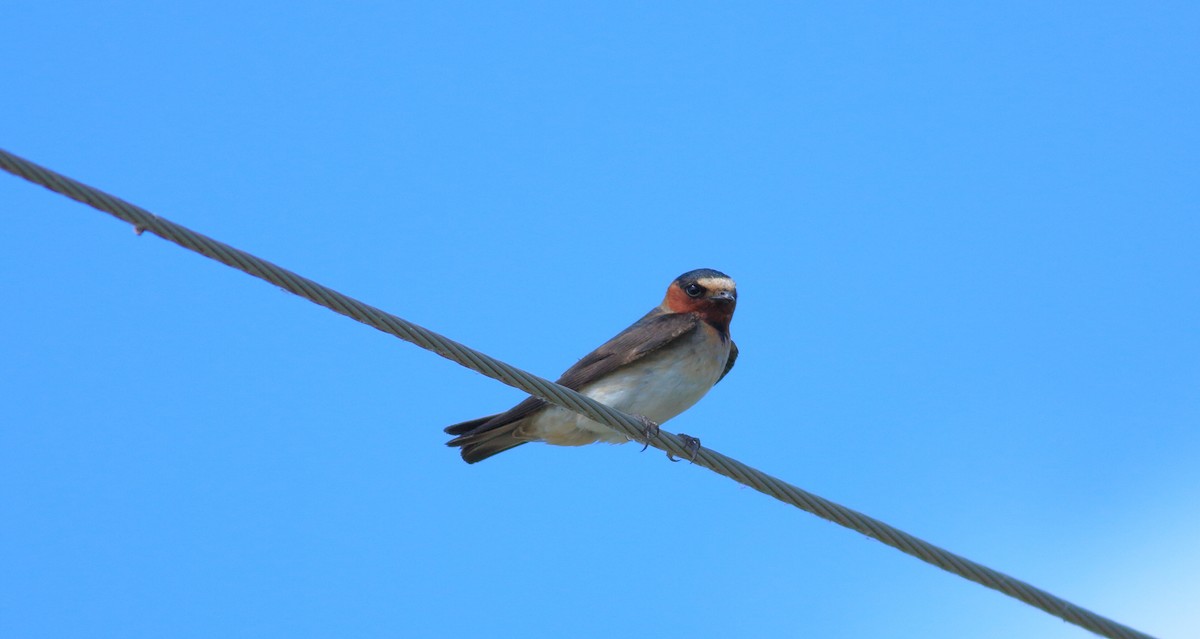 Cliff Swallow - ML620766327