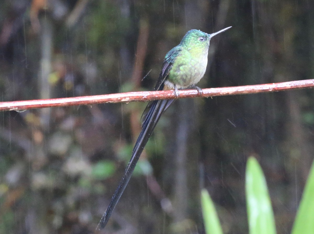 Violet-tailed Sylph - ML620766330