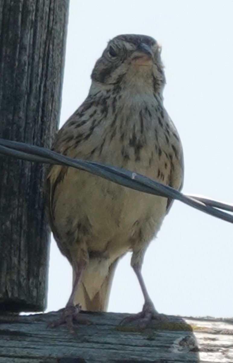 Vesper Sparrow - ML620766331