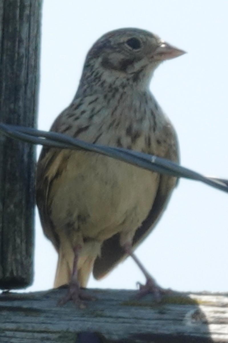 Vesper Sparrow - ML620766332