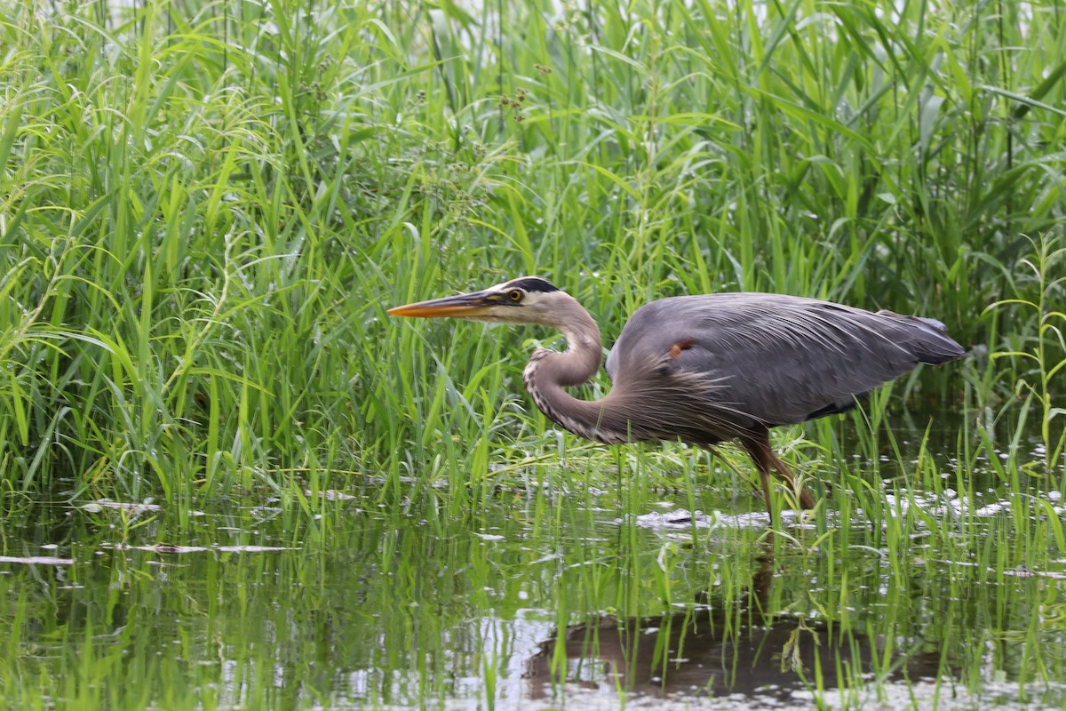 Great Blue Heron - ML620766333