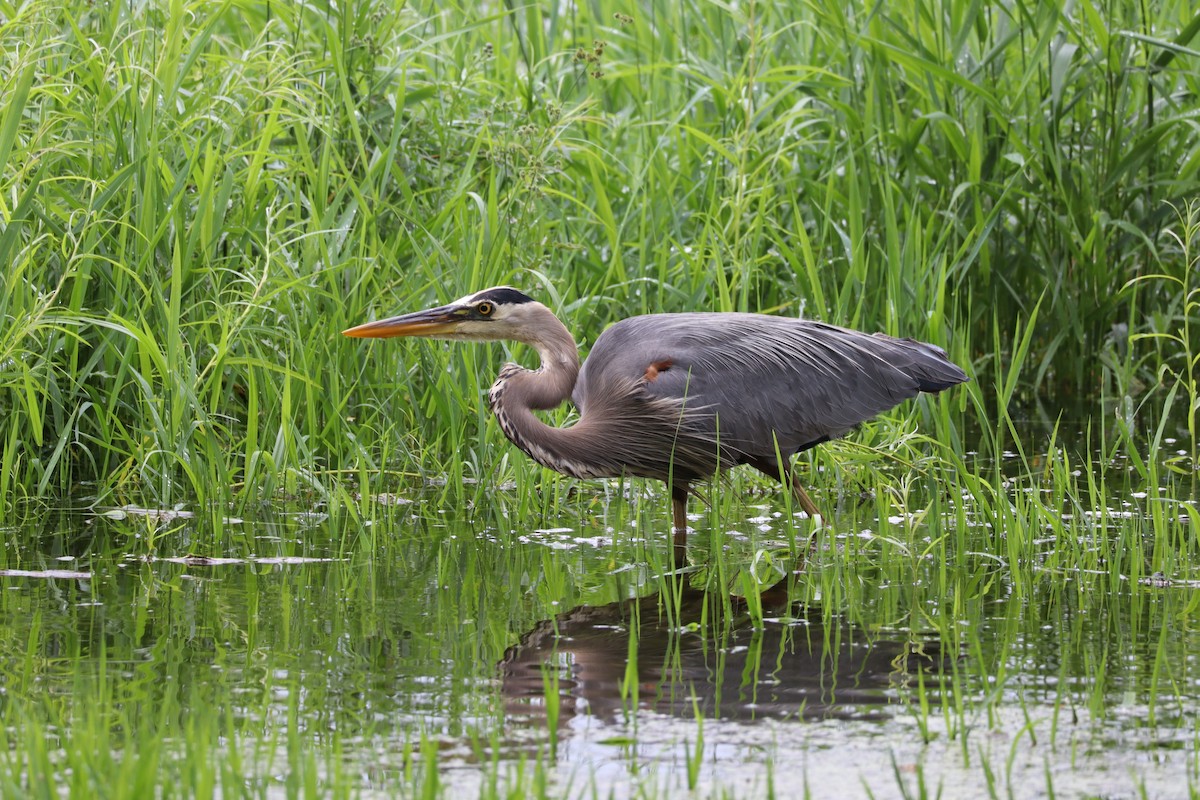 Great Blue Heron - ML620766334