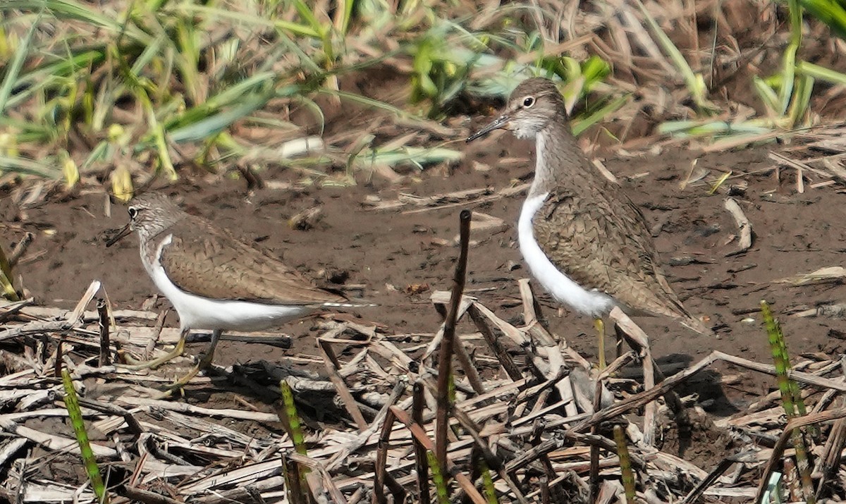 Common Sandpiper - ML620766338