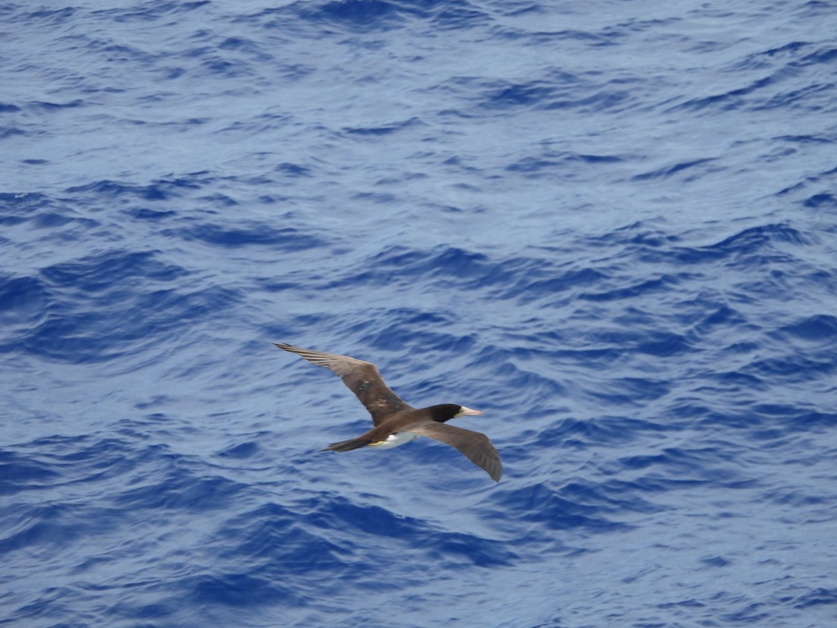 Brown Booby - ML620766339