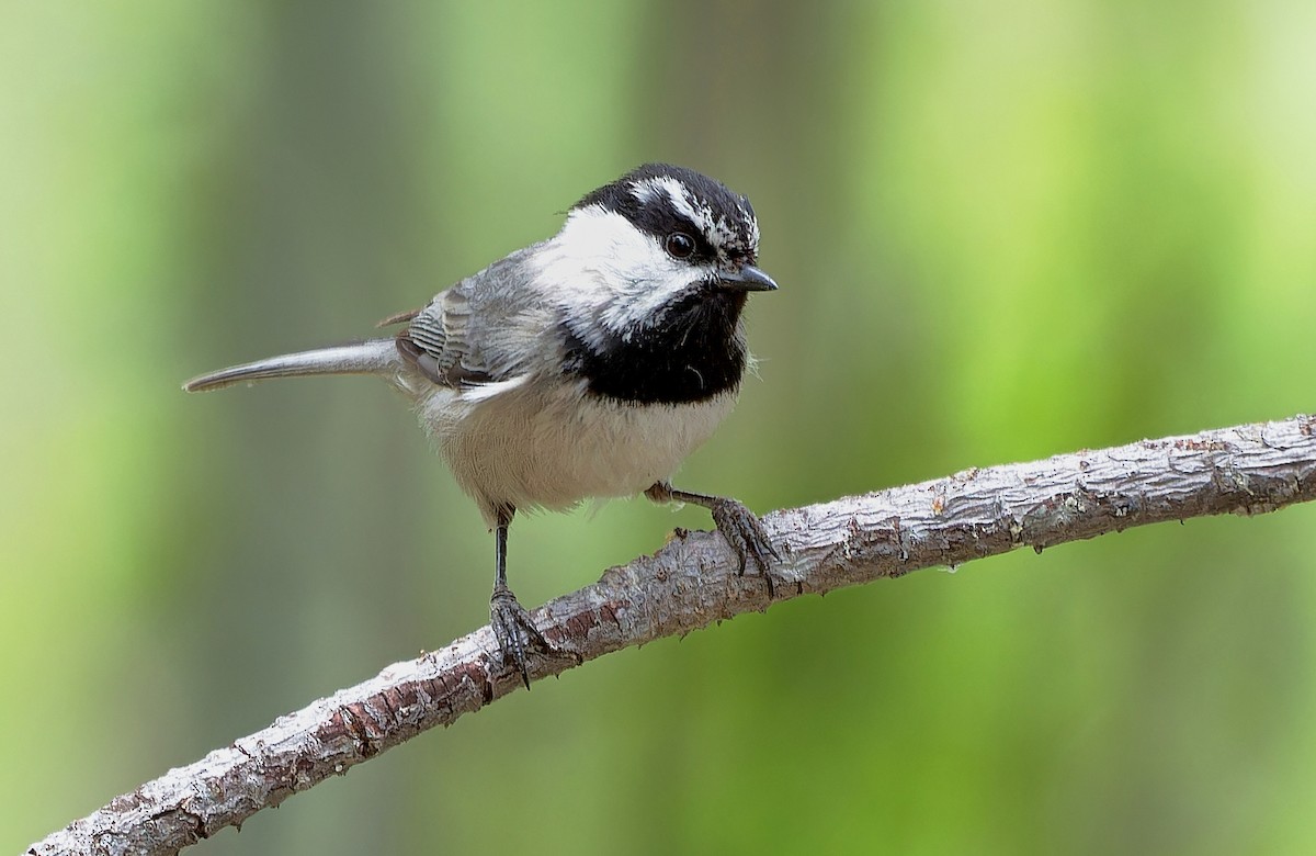 Mountain Chickadee (Pacific) - ML620766345