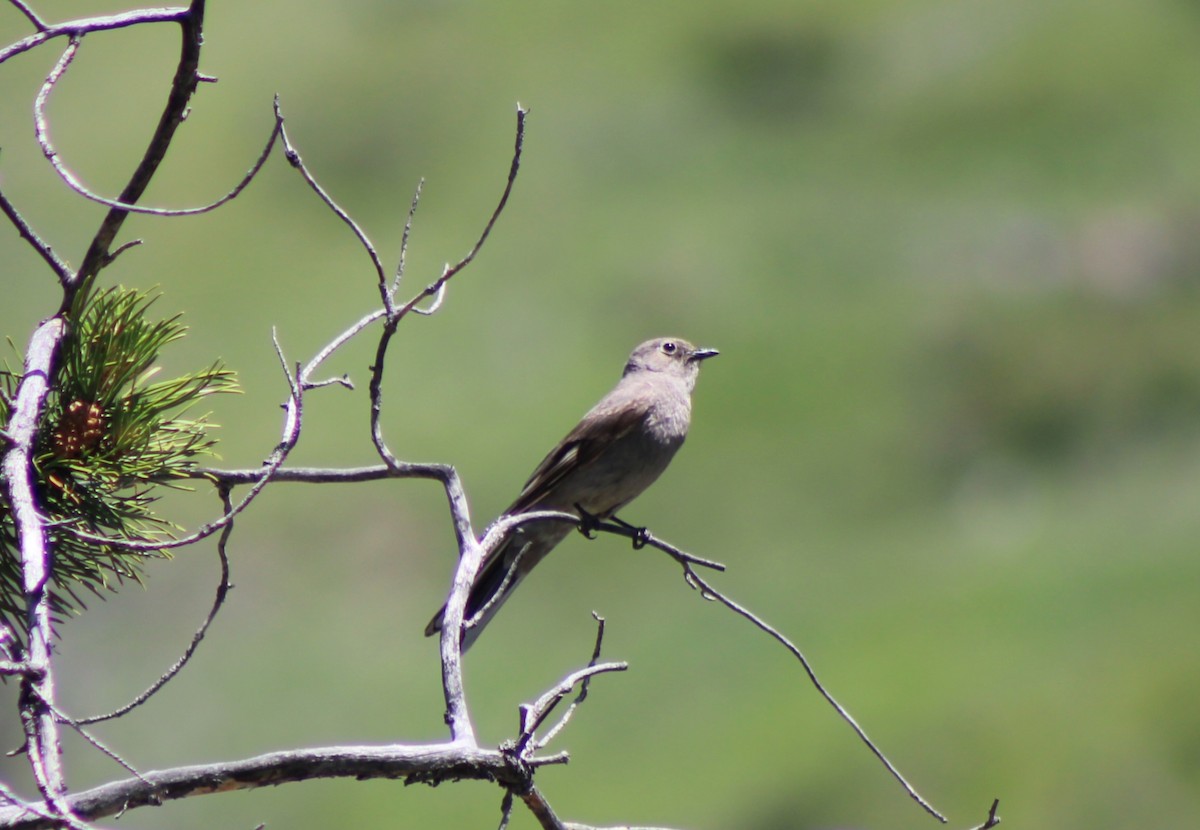 Townsend's Solitaire - Anonymous