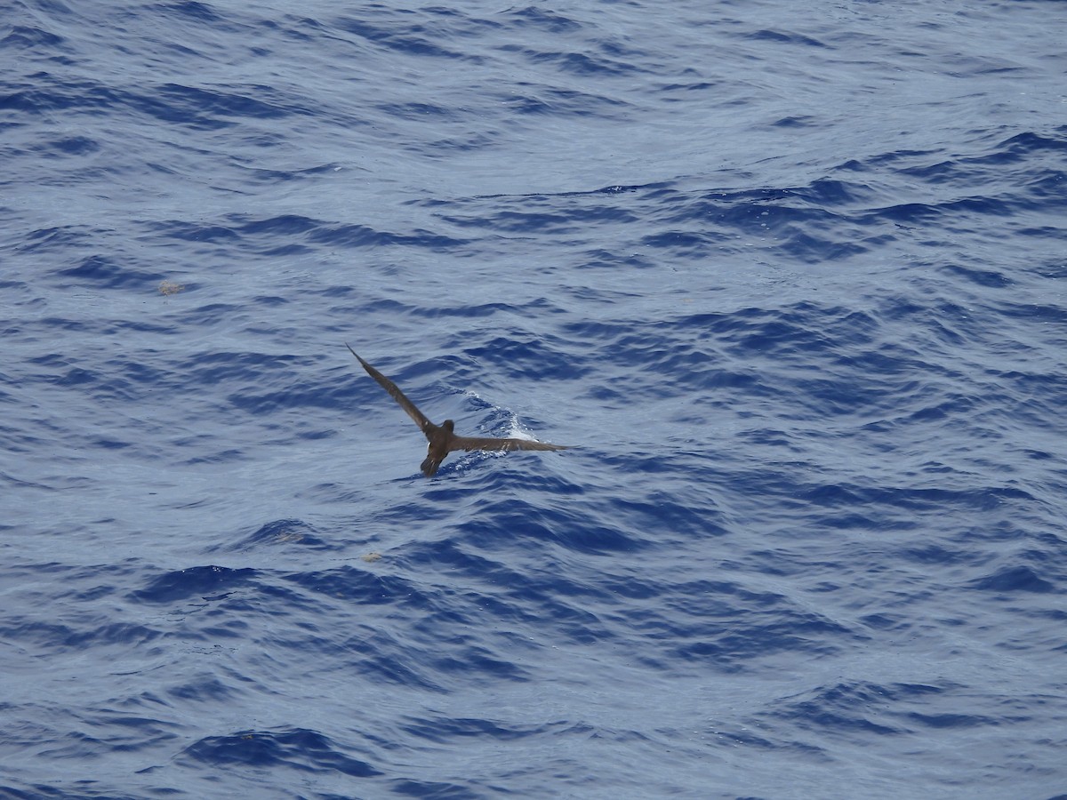 Brown Booby - ML620766347