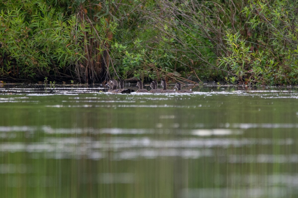 Wood Duck - ML620766349