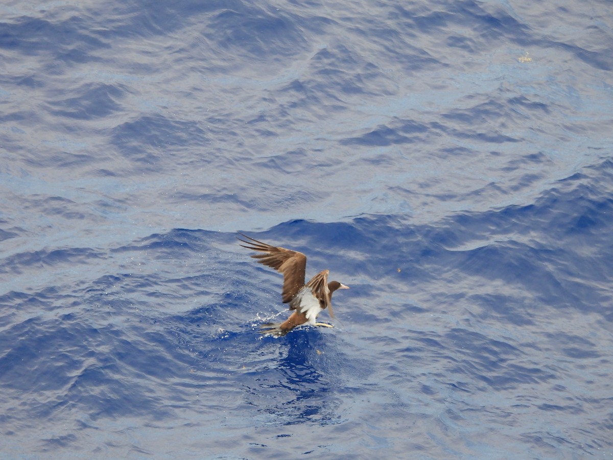 Brown Booby - ML620766350