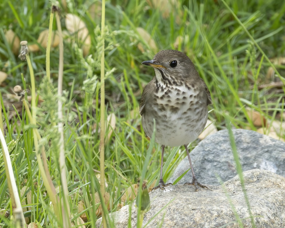 Gray-cheeked Thrush - ML620766351