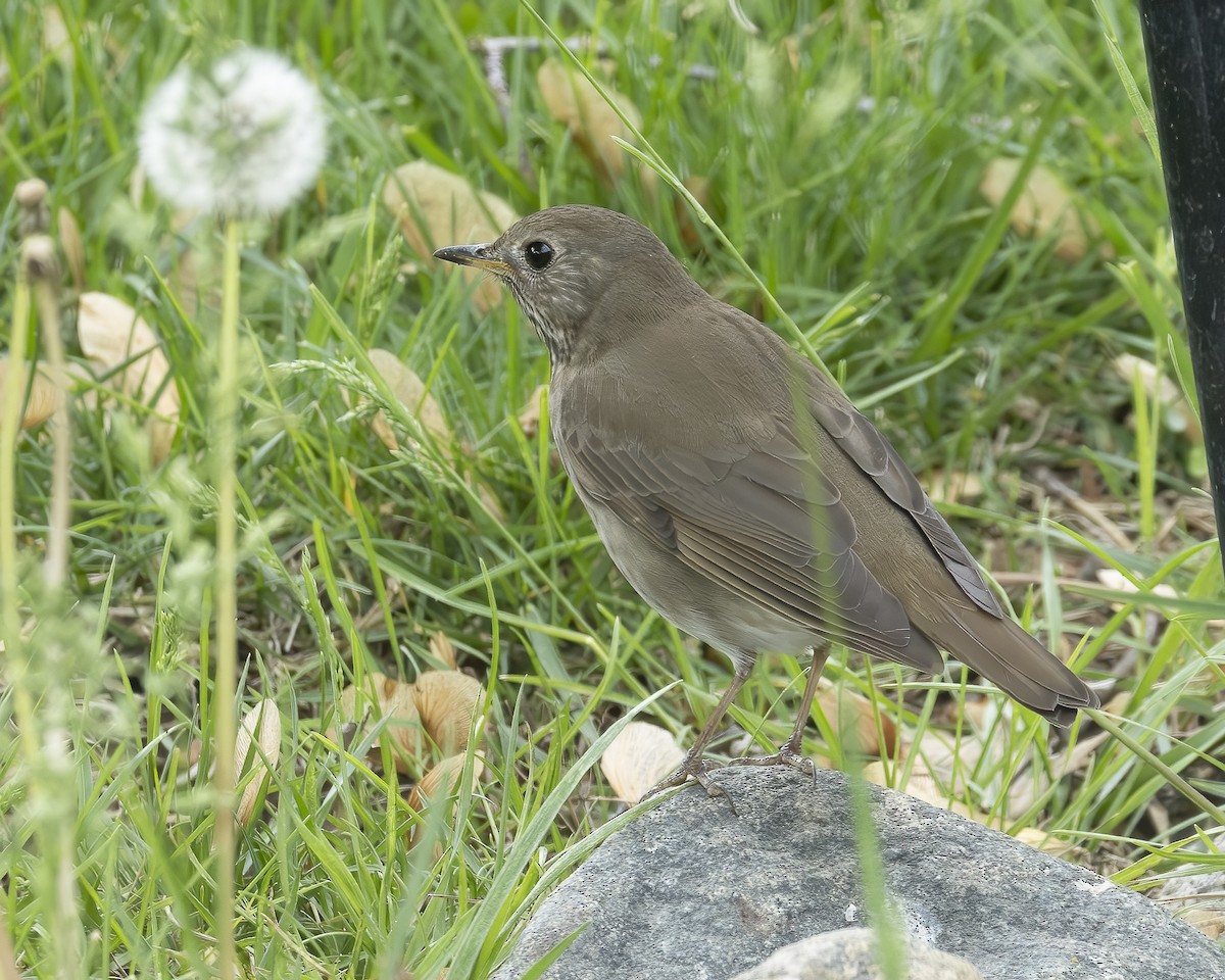 Gray-cheeked Thrush - ML620766353