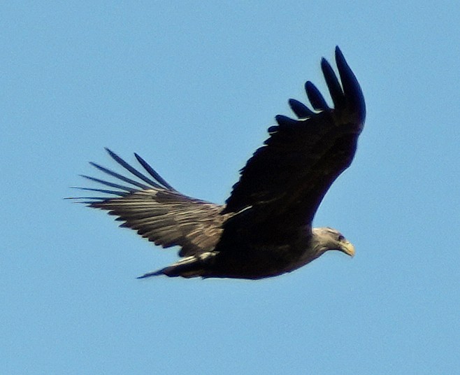 White-tailed Eagle - Phil Davis