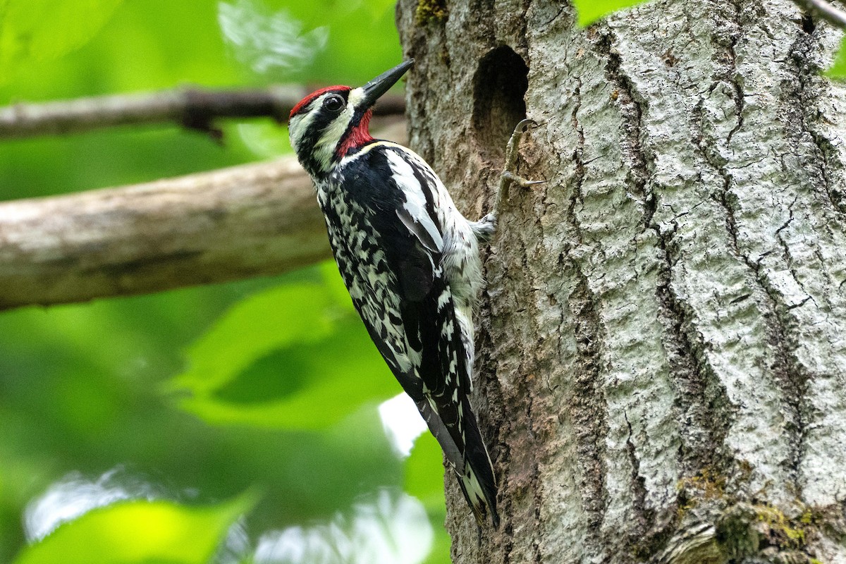 Yellow-bellied Sapsucker - ML620766375