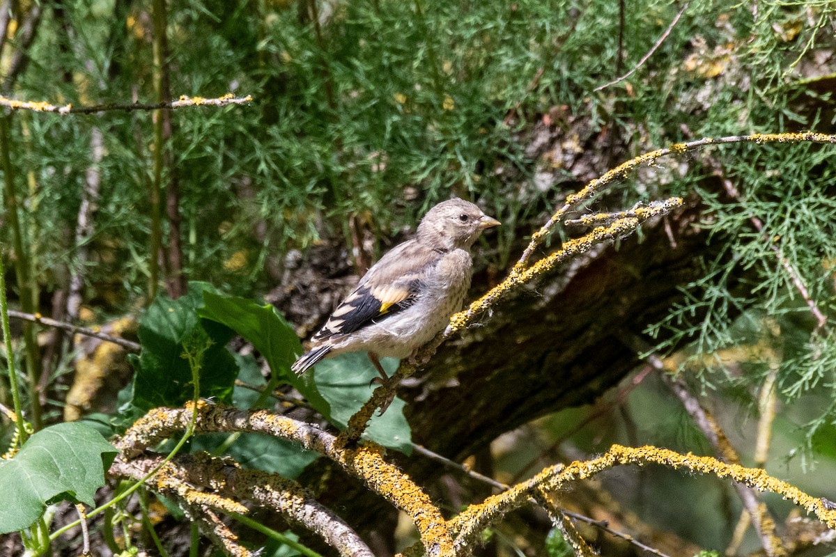 European Goldfinch - ML620766386