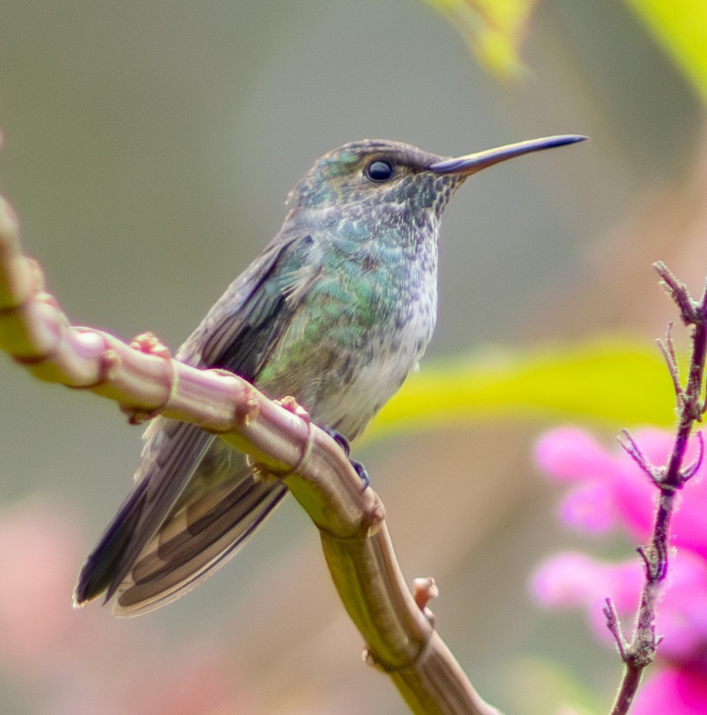 Amazilia Versicolor (grupo versicolor) - ML620766388