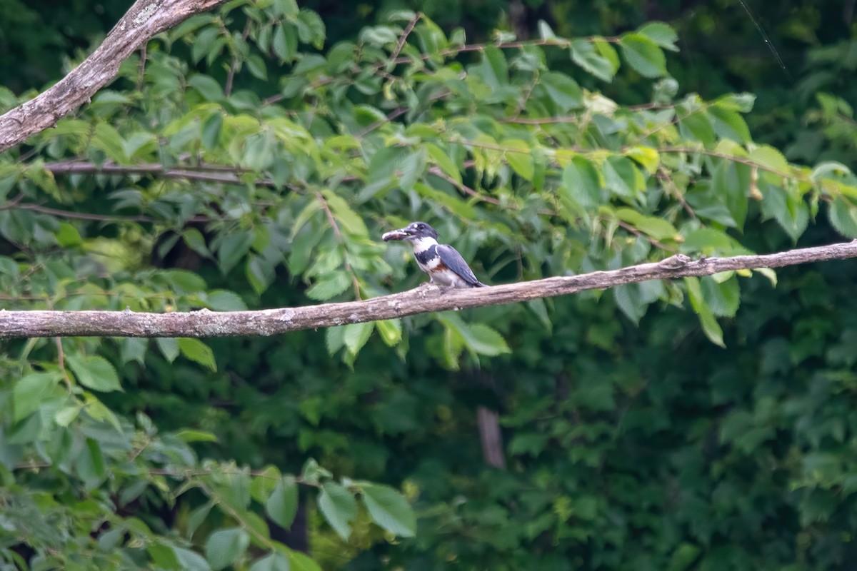 Belted Kingfisher - ML620766389