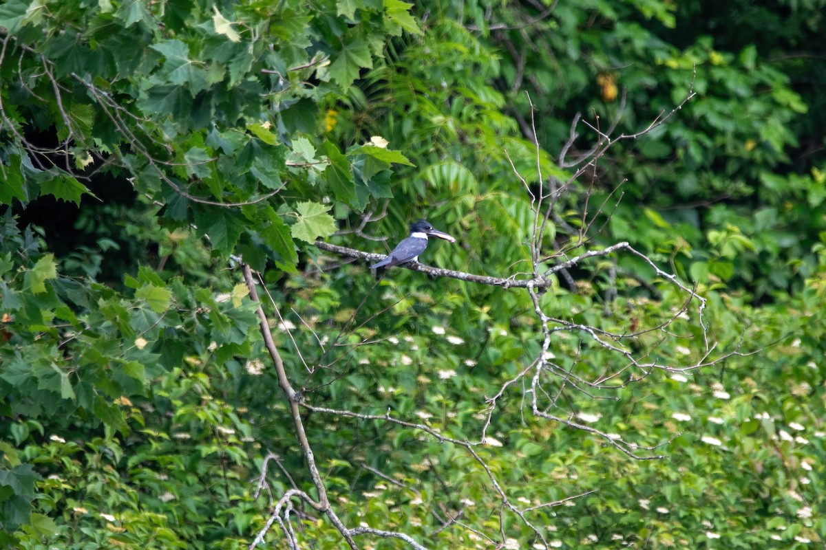 Belted Kingfisher - ML620766390