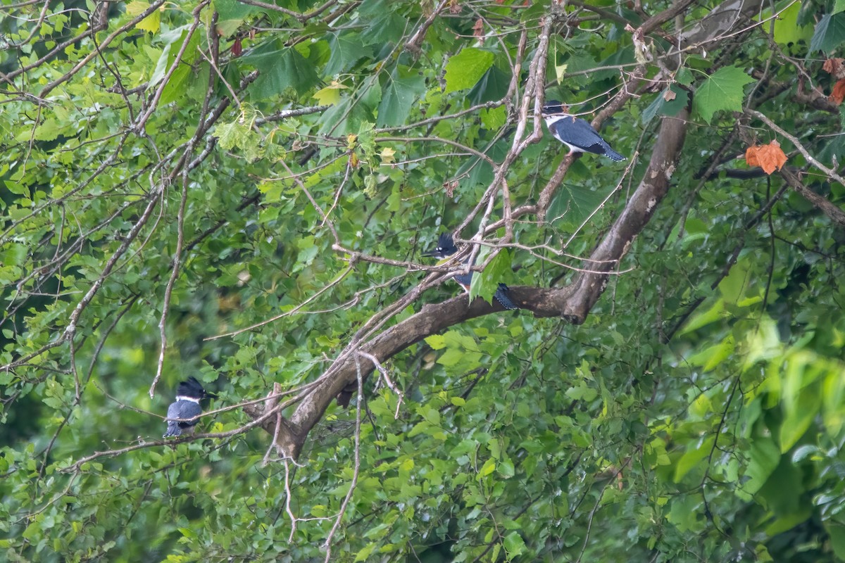 Belted Kingfisher - ML620766391