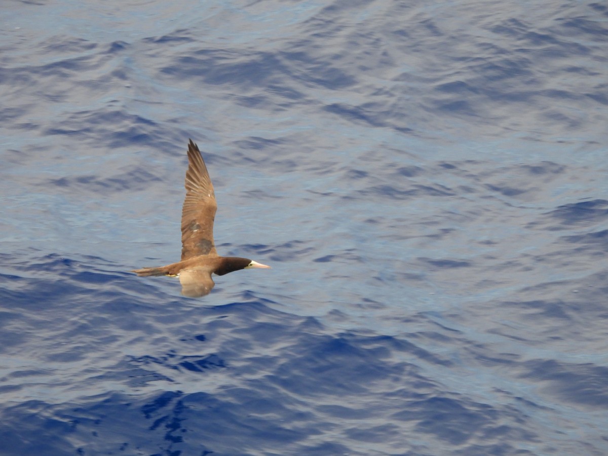 Brown Booby - ML620766395