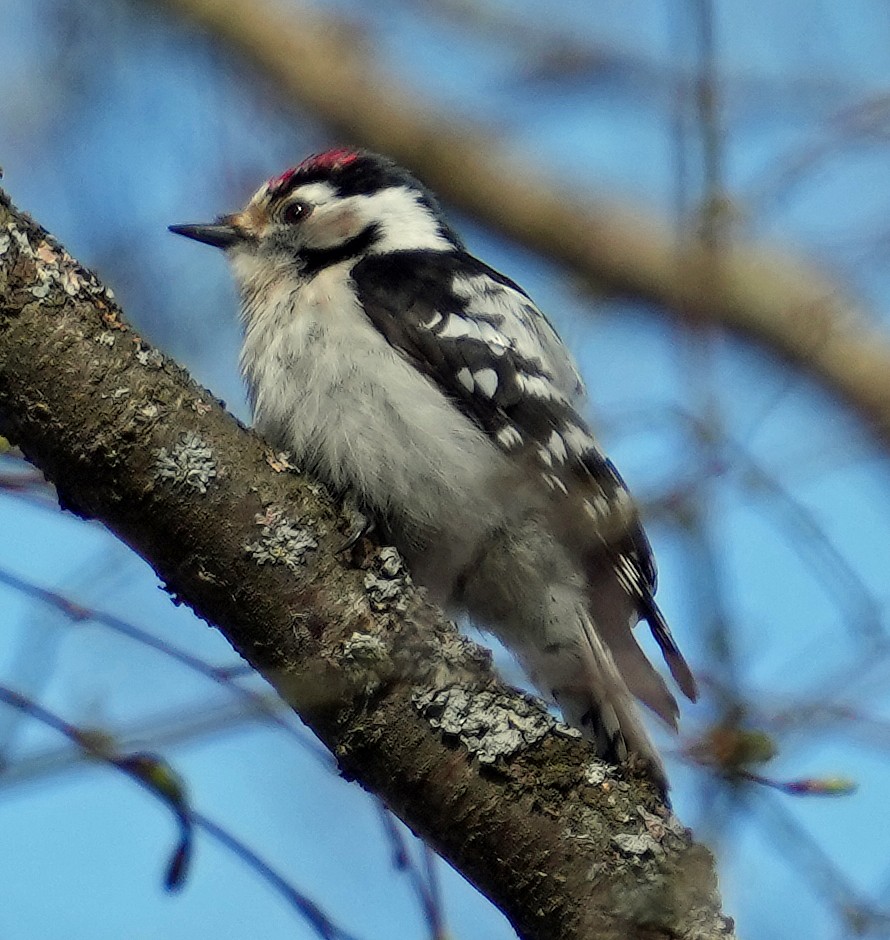 Lesser Spotted Woodpecker - ML620766401