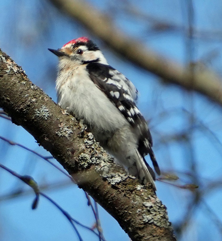 Lesser Spotted Woodpecker - ML620766402