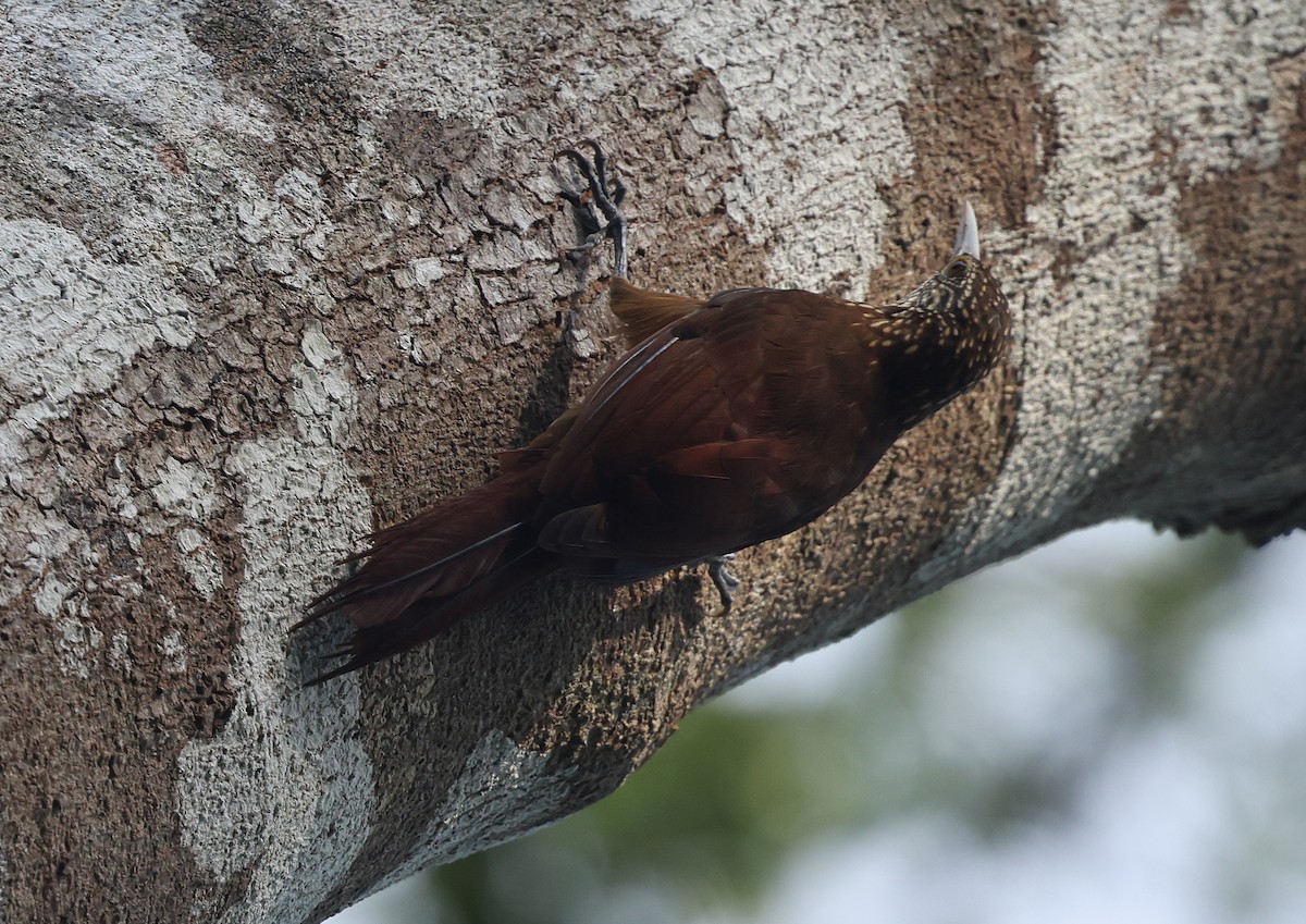 Striped Woodcreeper - ML620766404