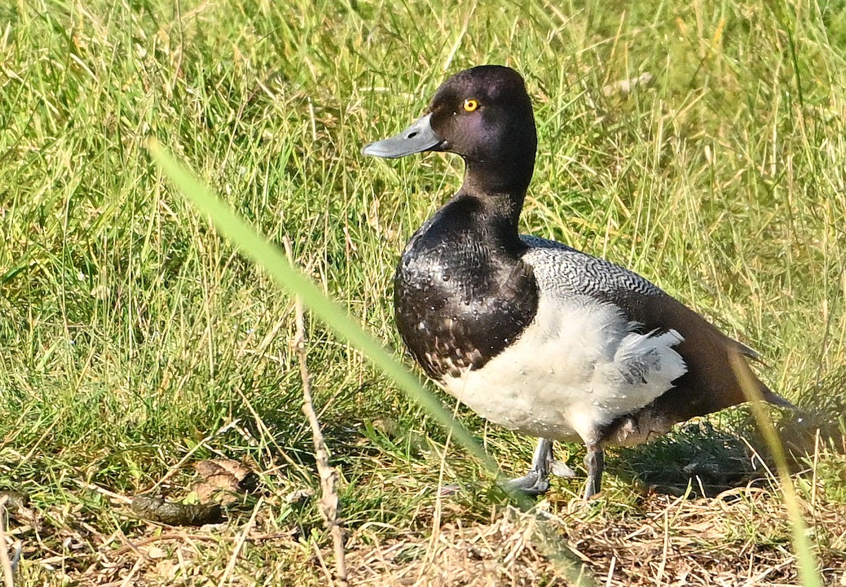 小斑背潛鴨 - ML620766405