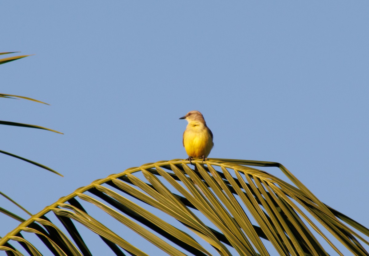 Tropical Kingbird - Luana Campanhol