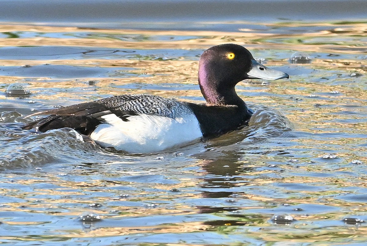 Lesser Scaup - ML620766409