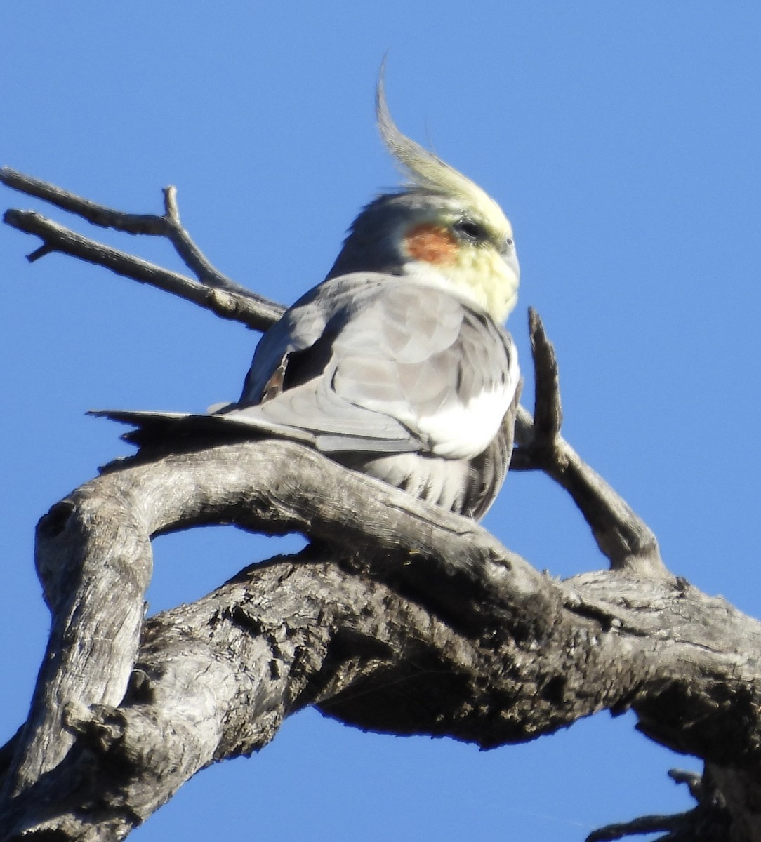 Cockatiel - ML620766410