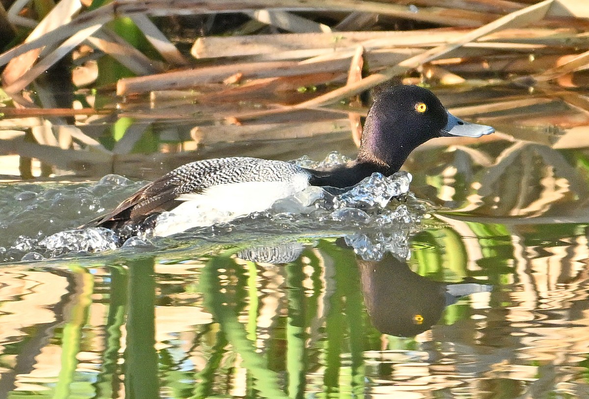 Lesser Scaup - ML620766411